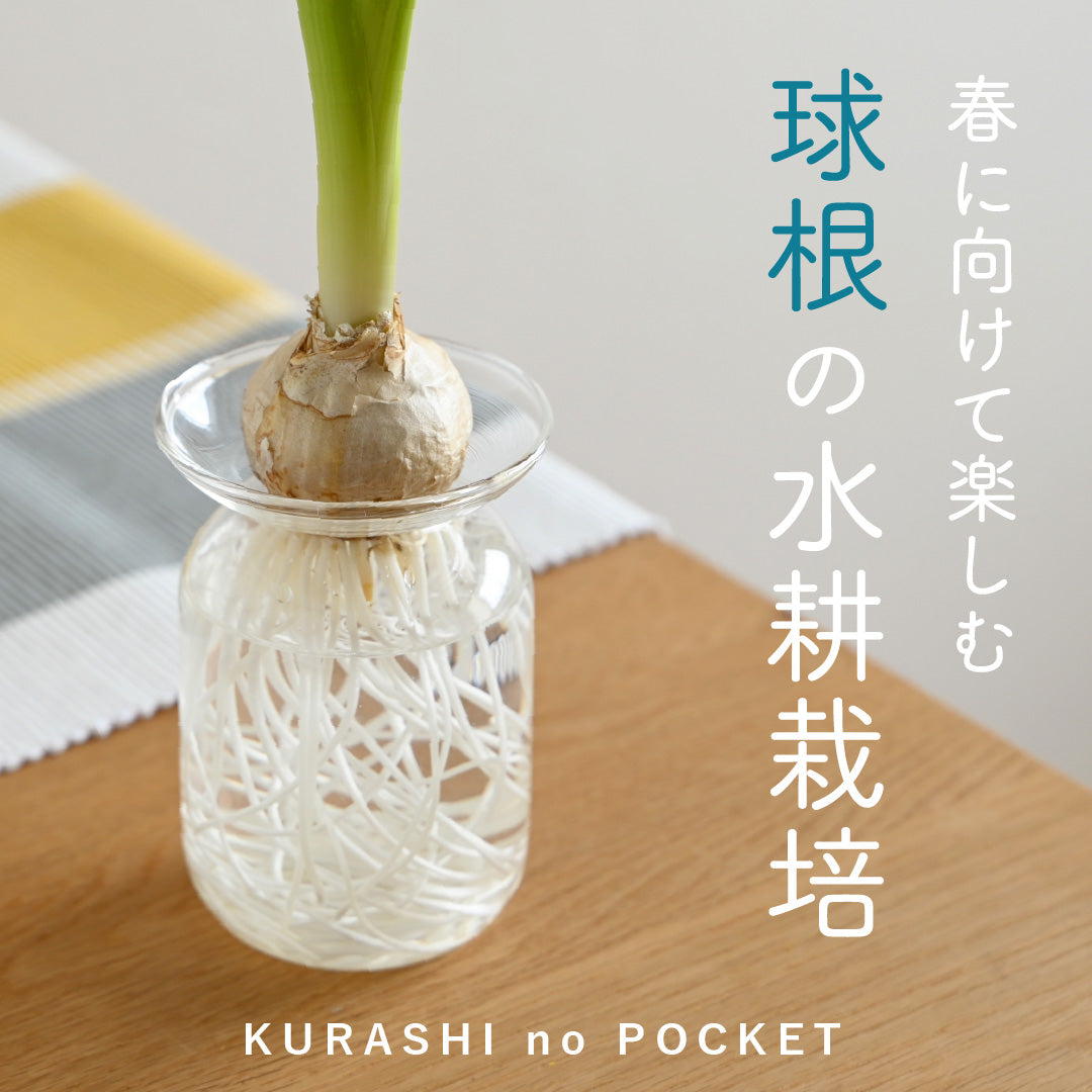 簡単!おしゃれな水耕栽培