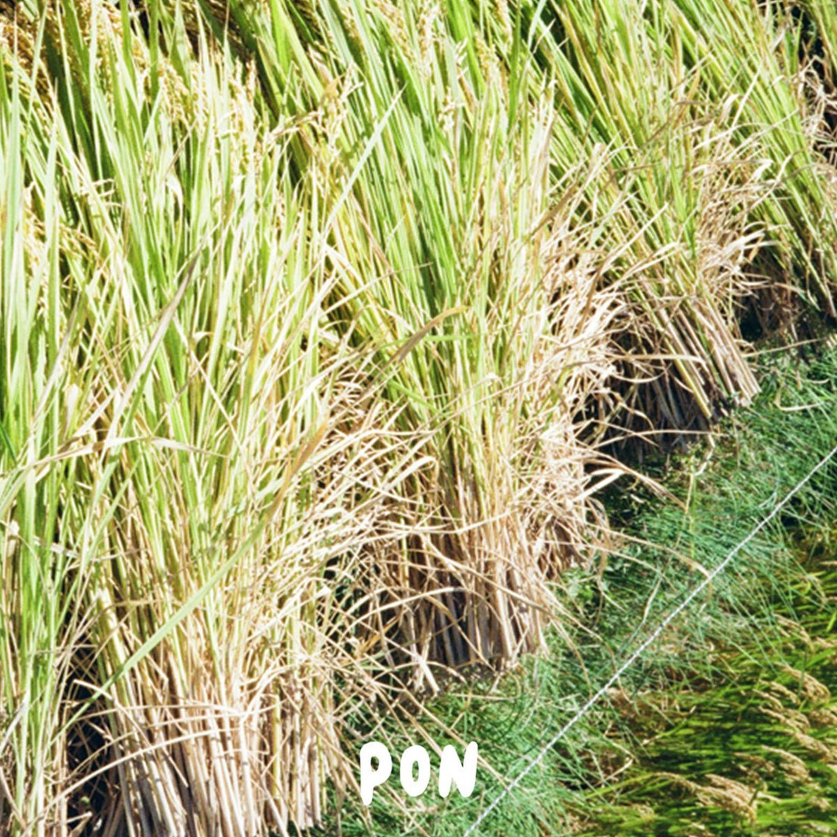 【栗﨑商店】PON くりぽん アールグレイ&オレンジ