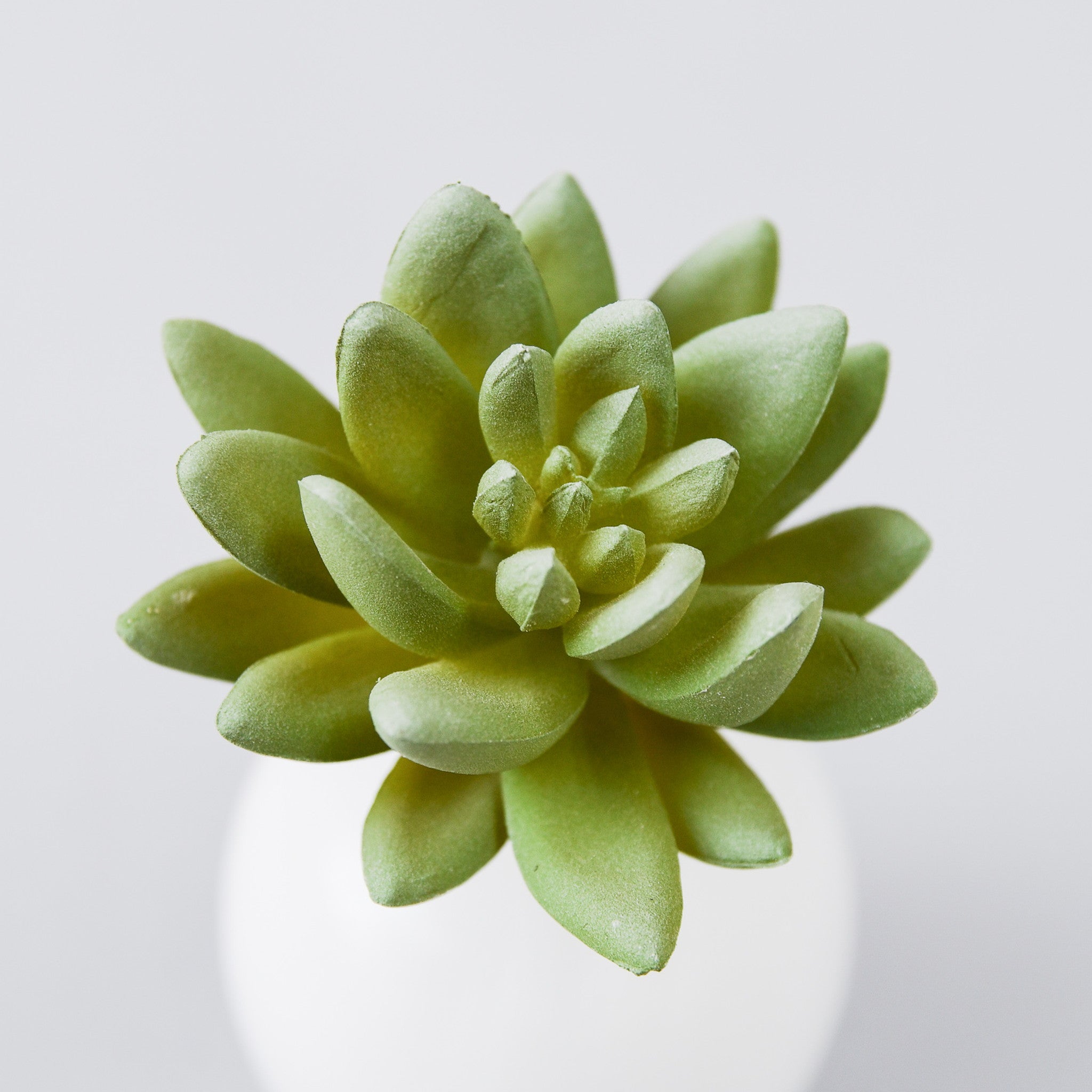 フェイクフラワー (セダムプリマ)