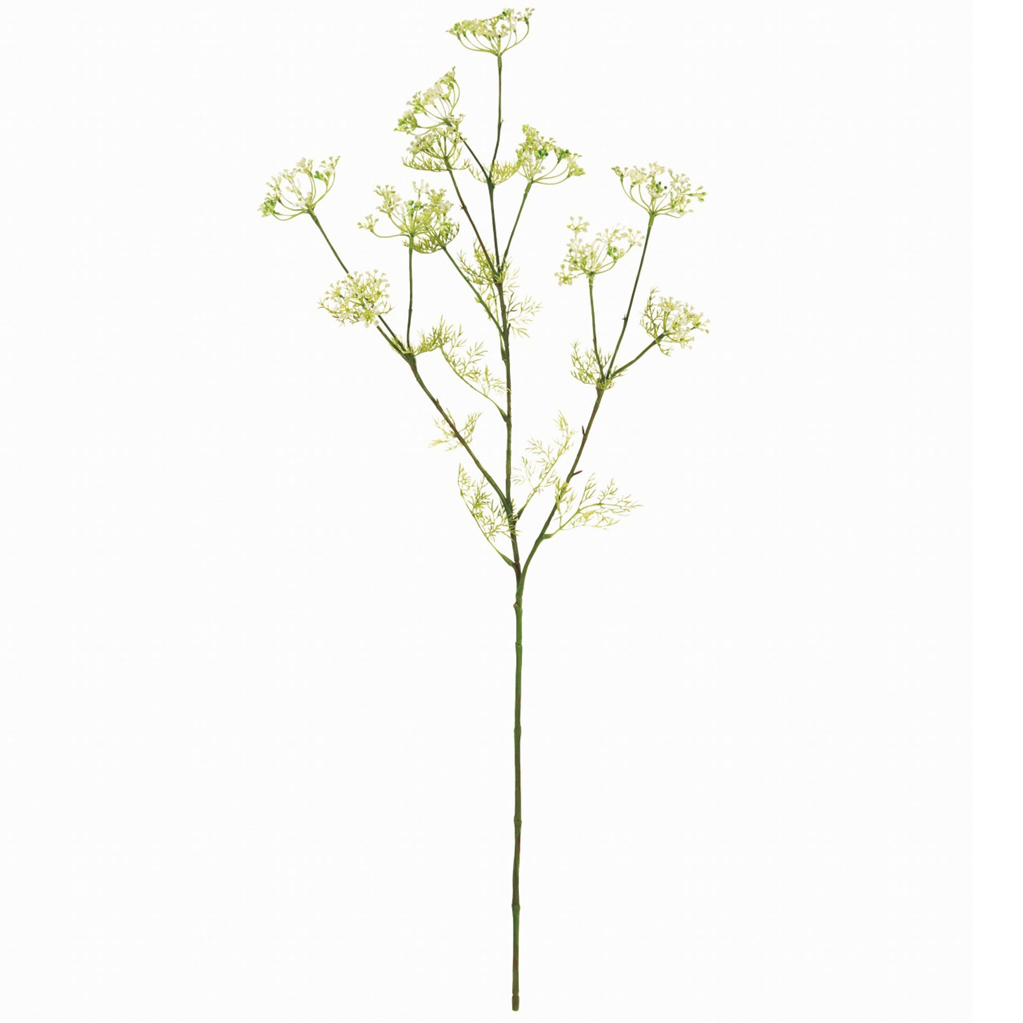 フェイクフラワー (ロイヤルディルフラワー)