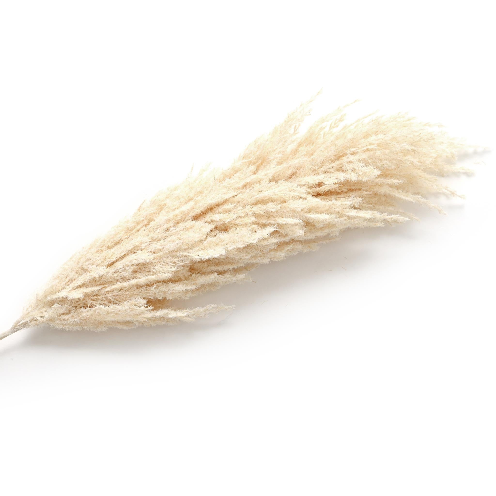 フェイクフラワー(フロッキーパンパス)